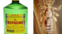 Relevantnost upotrebe kerozina iz ušiju i gnida